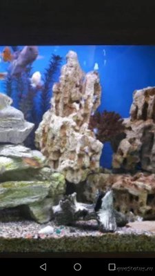 Песчаник в аквариуме