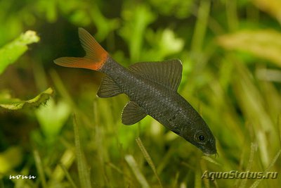 Фото Лабео двухцветный Labeo bicolor  (photo#106654)