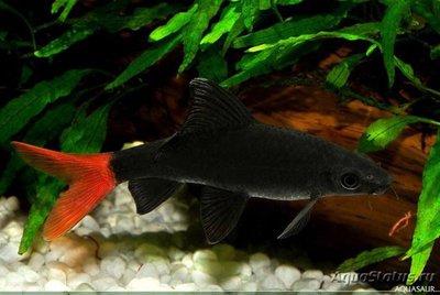 Фото Лабео двухцветный Labeo bicolor  (photo#106655)