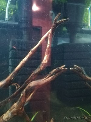 Коряга в аквариуме