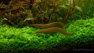 Аквариум "Подводный метр" 200 литров (snakebig)