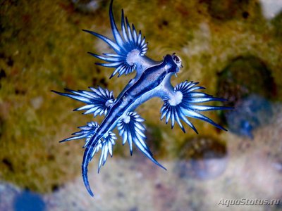 Голожаберный моллюск (Glaucus atlanticus)