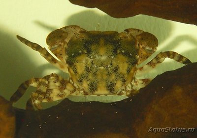 Краб Азиатский-прибрежный ( Hemigrapsus  sanguineus )