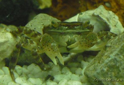 Краб Азиатский-прибрежный ( Hemigrapsus  sanguineus )