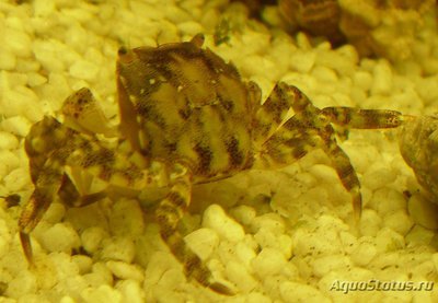 Краб Азиатский-прибрежный ( Hemigrapsus  sanguineus )
