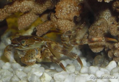 Краб Азиатский-прибрежный ( Hemigrapsus  sanguineus )
