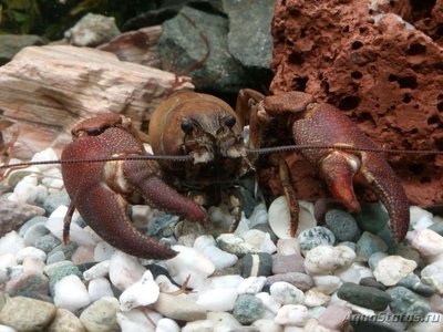 Рак сигнальный Американский ( Расifastacus leniusculus )