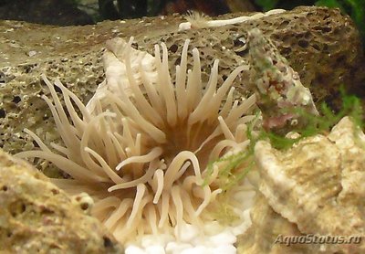 Актиния зелёная Адриатическая ( Actinia equina )