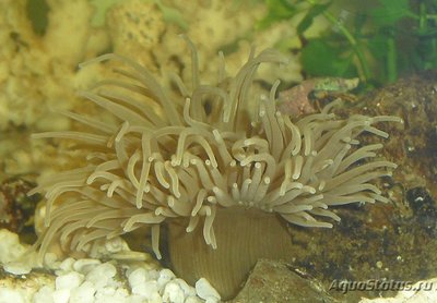 Актиния зелёная Адриатическая ( Actinia equina )