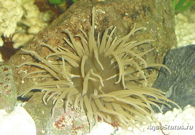 Актиния зелёная Адриатическая ( Actinia equina )