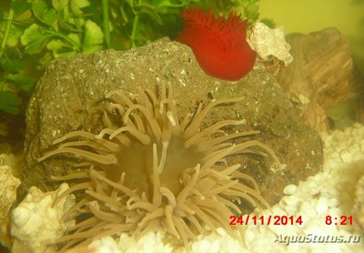 Актиния зелёная Адриатическая ( Actinia equina )