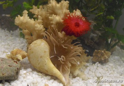 Актиния зелёная Адриатическая ( Actinia equina )