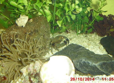 Актиния зелёная Адриатическая ( Actinia equina )