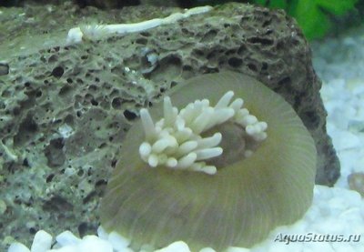 Актиния зелёная Адриатическая ( Actinia equina )
