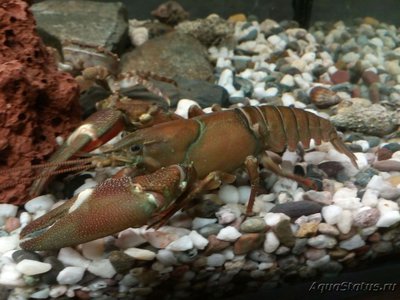 Краб Азиатский-прибрежный ( Hemigrapsus  sanguineus )