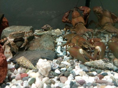Краб Азиатский-прибрежный ( Hemigrapsus  sanguineus )