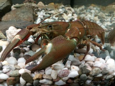 Рак сигнальный Американский ( Расifastacus leniusculus )