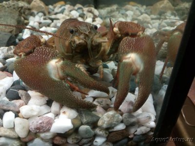 Рак сигнальный Американский ( Расifastacus leniusculus )