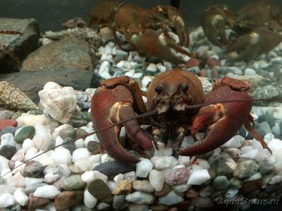 Рак сигнальный Американский ( Расifastacus leniusculus )