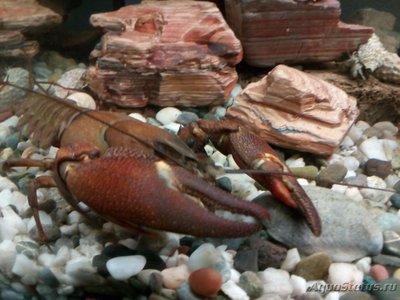 Рак сигнальный Американский ( Расifastacus leniusculus )