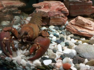 Рак сигнальный Американский ( Расifastacus leniusculus )