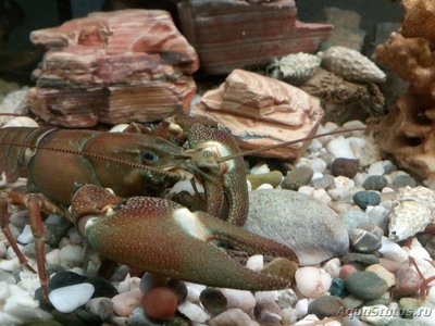 Рак сигнальный Американский ( Расifastacus leniusculus )