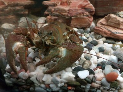Рак сигнальный Американский ( Расifastacus leniusculus )