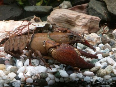 Рак сигнальный Американский ( Расifastacus leniusculus )