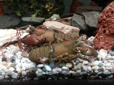 Рак сигнальный Американский ( Расifastacus leniusculus )