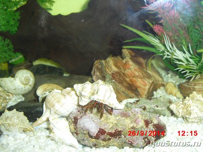 Рак-отшельник "Клибанарий" ( Clibanarius erythropus )