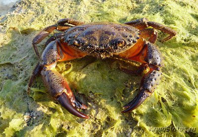 Краб каменный , или Злая Эрифия ( Еriphia verrucosa )