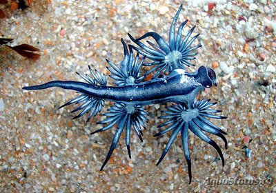 Голожаберный моллюск (Glaucus atlanticus)