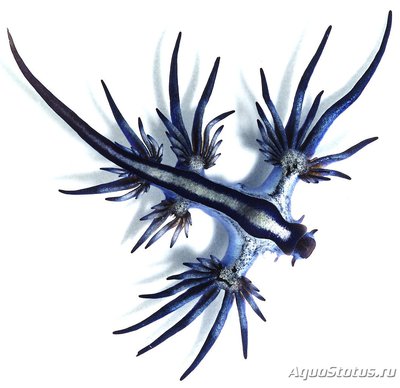 Голожаберный моллюск (Glaucus atlanticus)