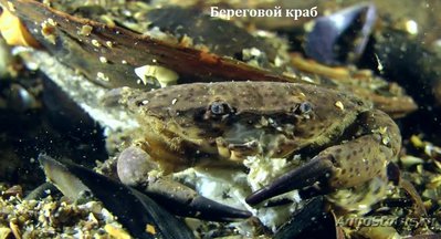 Краб "Водолюб" ( Xantho poressa )