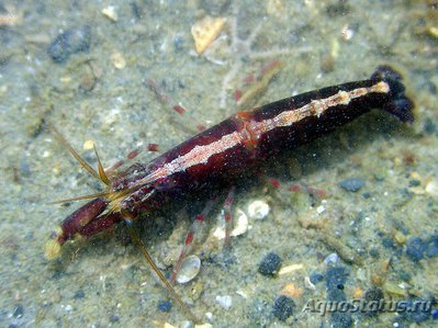 Щелкун Черноморский ( Athanas nitescens )