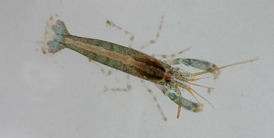 Щелкун Черноморский ( Athanas nitescens )