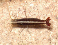 Щелкун Черноморский ( Athanas nitescens )