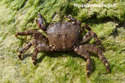Краб "Мраморный" ( Pachygrapsus marmoratus )