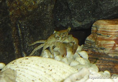 Краб "Мраморный" ( Pachygrapsus marmoratus )