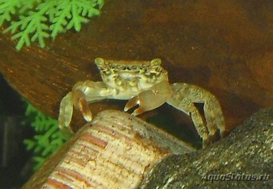 Краб "Мраморный" ( Pachygrapsus marmoratus )