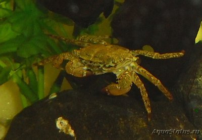 Краб "Мраморный" ( Pachygrapsus marmoratus )