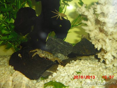 Краб "Мраморный" ( Pachygrapsus marmoratus )