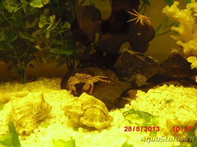 Краб "Мраморный" ( Pachygrapsus marmoratus )