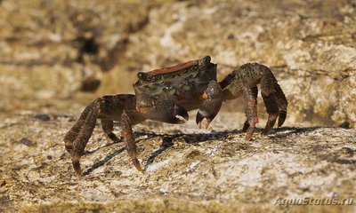 Краб "Мраморный" ( Pachygrapsus marmoratus )