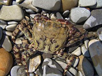 Краб "Мраморный" ( Pachygrapsus marmoratus )