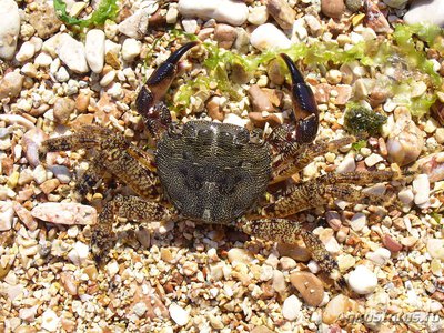 Краб "Мраморный" ( Pachygrapsus marmoratus )