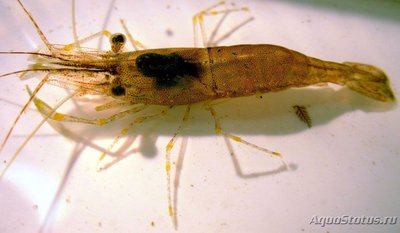 Креветка "Палемон адсперсус" (Palaemon adspersus)