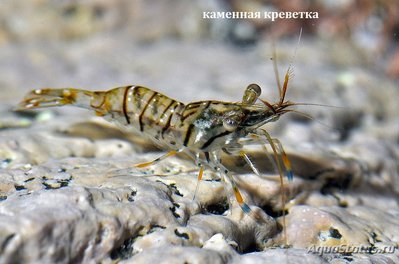 Каменная креветка , или стройный Палемон ( Palaemon elegans )