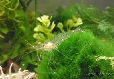 Каменная креветка , или стройный Палемон ( Palaemon elegans )