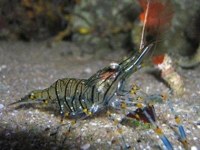 Каменная креветка , или стройный Палемон ( Palaemon elegans )